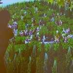 Forking Paths, Laura Dekker