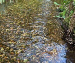 clear chalk stream, fresh from the aquifer