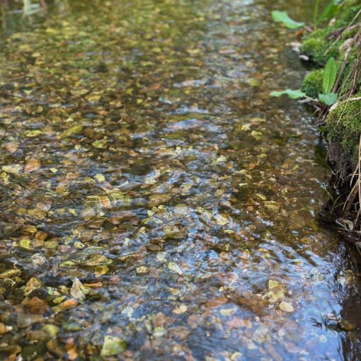 clear chalk stream, fresh from the aquifer