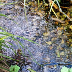 Ripples in the chalk stream at Batford Springs