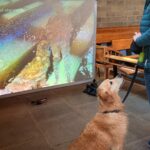 A visiting dog interacts with the artworks